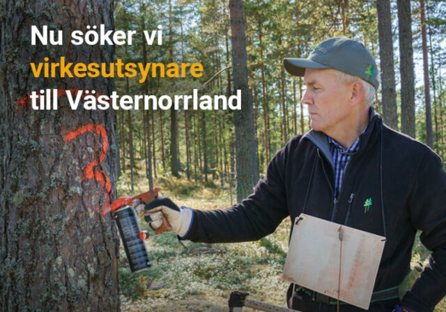 Rundvirke Skog söker virkesutsynare till Västernorrland